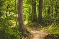 Wald, Moor und Wasser